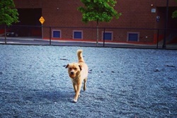 Channel Center Dog Park, Boston dog parks, dog parks in Boston