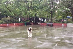 Carleton Court Dog Park, Boston dog parks, dog parks in Boston