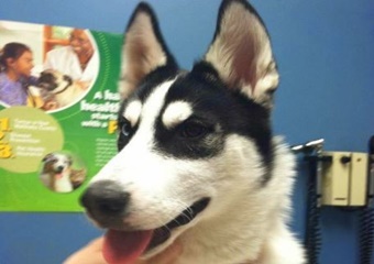 East Boston Animal Hospital, Boston veterinarian, vets in Boston