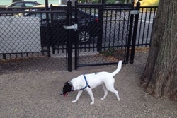 Mansfield Street Dog Park, Boston dog parks, dog parks in Boston