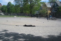 Nunziato Field Dog Park, Boston dog parks, dog parks in Boston