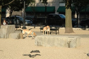 Peter's Park Dog Run, Boston dog parks, dog parks in Boston