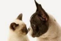 South Boston Animal Hospital, Boston veterinarian, vets in Boston