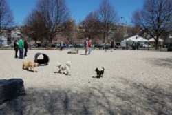 South Boston Bark Park, Boston dog parks, dog parks in Boston