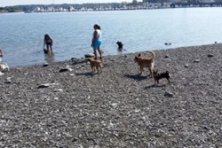 Stodder's Neck, Boston dog parks, dog parks in Boston