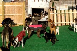 Dog Scoop, pet boarding pet grooming in Boston, dog daycare in Boston Mass