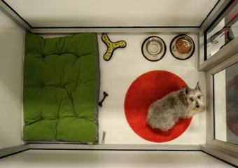 The Urban Hound, pet boarding pet grooming in Boston, dog daycare in Boston Mass