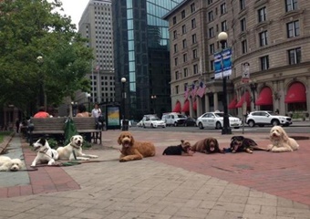 The Urban Hound, pet boarding pet grooming in Boston, dog daycare in Boston Mass