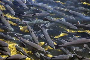 hot creek trout hatchery